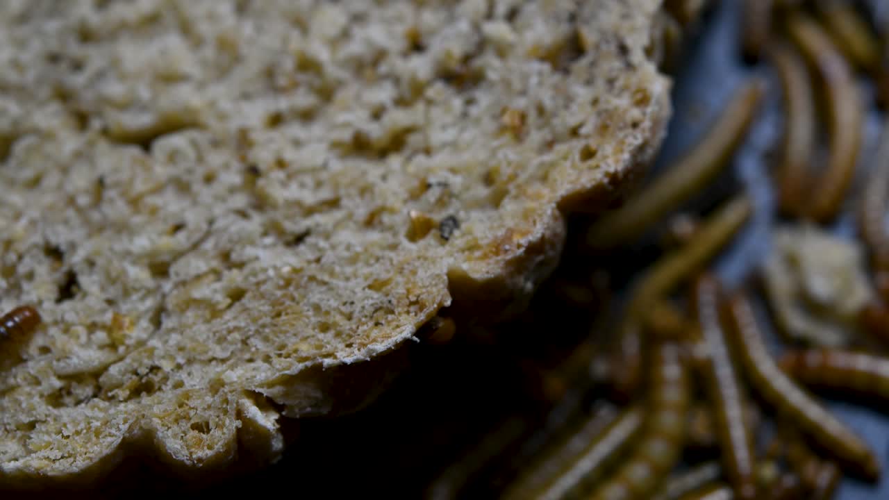 The Mealworm is a species of Darkling Beetle used to feed pets like fish, snakes, birds, and frogs