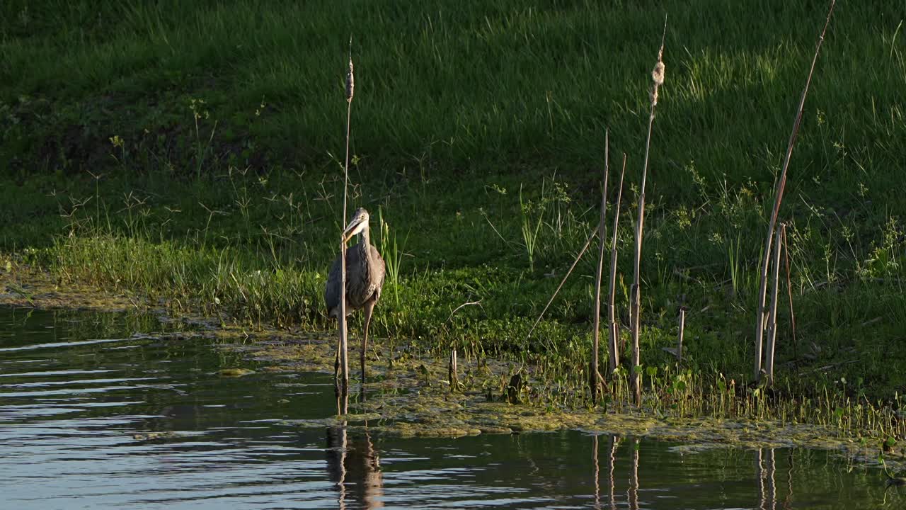 A great blue heron and a cattail