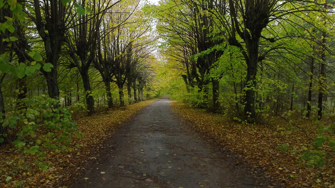 Establishing view of the autumn linden tree alley, empty pathway, yellow leaves of a linden tree on the ground, idyllic nature scene of leaf fall, overcast autumn day, wide drone shot moving back low