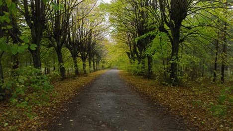 Blick-Auf-Die-Herbstliche-Lindenallee,-Leerer-Weg,-Gelbe-Blätter-Einer-Linde-Auf-Dem-Boden,-Idyllische-Naturszene-Mit-Fallendem-Laub,-Bewölkter-Herbsttag,-Breite-Drohnenaufnahme,-Die-Sich-Tief-Zurückbewegt