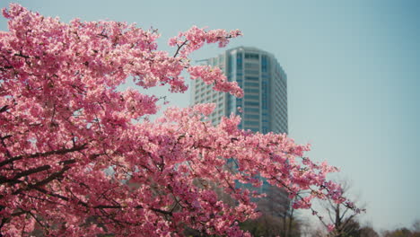 pink cherry blossoms and modern building