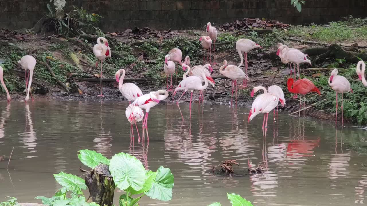 연못에 플라밍고