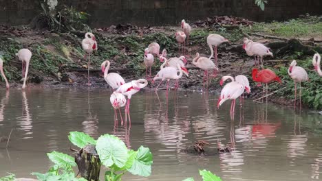 flamencos en un estanque