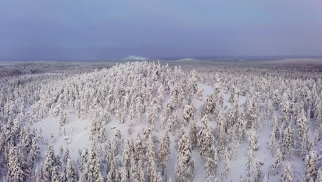 Aerial-view-of-a-hill-full-of-snowy-forest,-winter-morning-in-Lapland,-Finland