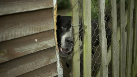 Hunde-Bellen-Und-Zaun-Zeitlupe