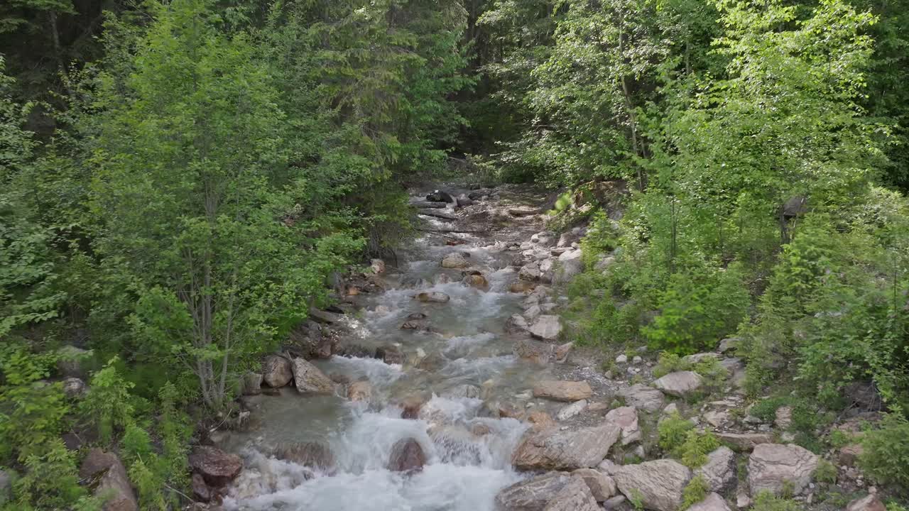 Drone følger bæk ind i en stor fyrreskovsvildmark nær Banff og Yoho Nationalpark i Canada.