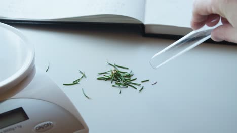 close up shot of bunch fir tree thorns placed on a table from a glass test tube inside a house