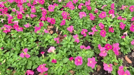 a colorful display of flowers growing outdoors.