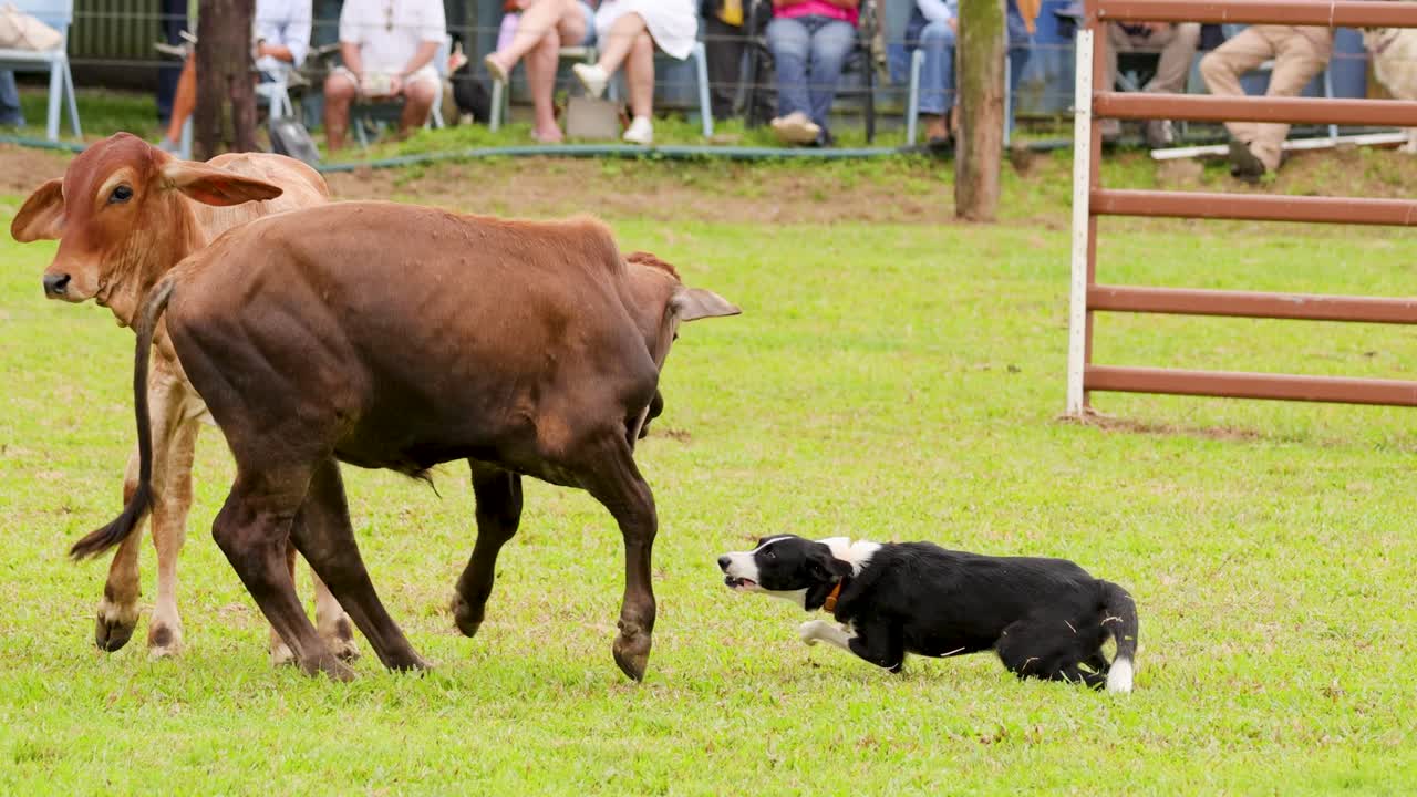 A cattle dog herds cows in a rural show setting, showcasing agility and control. Bright daylight enhances the lively atmosphere