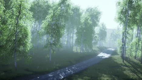 dirty-road-through-summer-forest