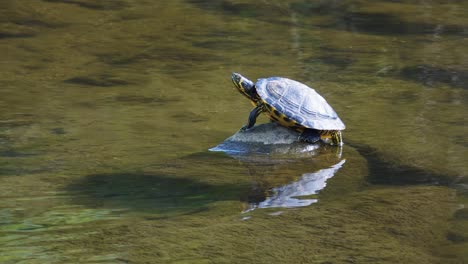 pond slider on a stone in a sunny summer day, south korea