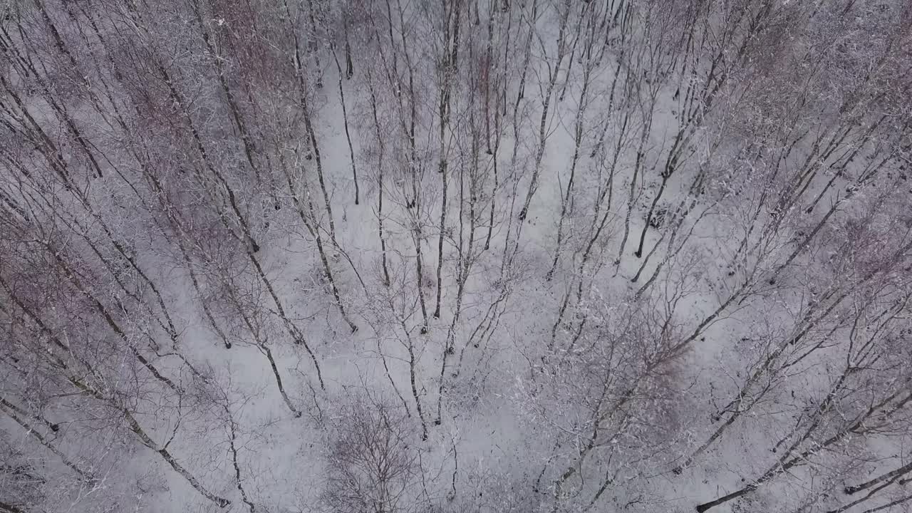 aerial top down of Snow White winter landscape with natural forest covered after snowfall
