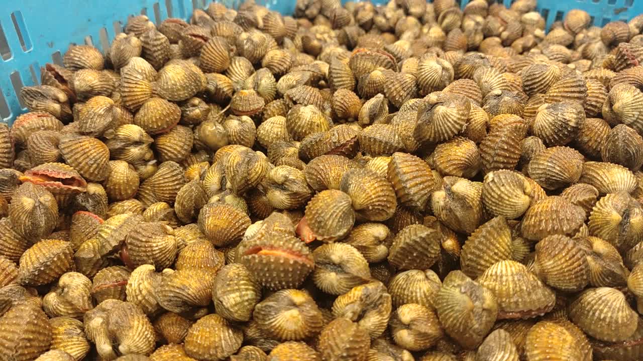 Piles of fresh, live clams fill large plastic containers, ready for sale as food. These mud-dwelling seafood are a popular item at the supermarket.