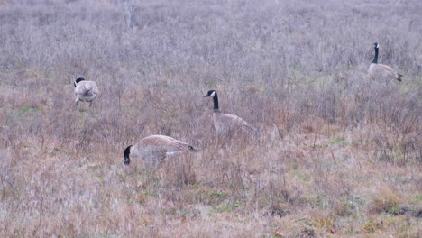 Bandada-De-Gansos-Canadienses-Caminando-Y-Pastando-En-Hierba-En-Campo-Llano-Abierto-En-Boise,-Idaho,-Estados-Unidos