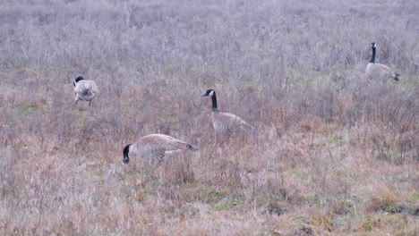 una bandada de gansos canadienses caminando y pastando en la hierba en un campo abierto en boise, idaho, ee.uu.
