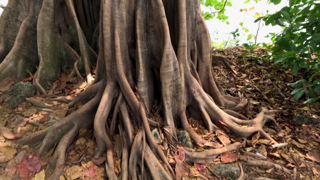 raíces y dosel de banyan en un bosque tropical iluminado por el sol cerca de las playas de phuket, mostrando la belleza natural y la tranquilidad