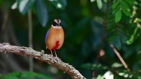 the blue-winged pitta has seven visible colours and it is commonly found in thailand and other southeast asian countries