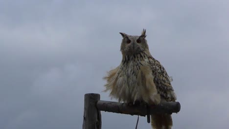 Gran-Búho-Cornudo-Sentado-En-Una-Rama-En-Un-Día-Nublado-En-Rauris,-Austria