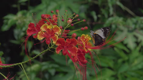 clip de cámara lenta de mariposa alimentándose de néctar de flor tropical vibrante