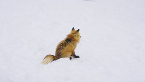 fox sitting alone in the snow, looking around on cold winter day