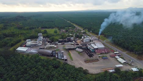 a factory in the middle of a palm plantation, with a steaming chimney and a building surrounded by palm trees