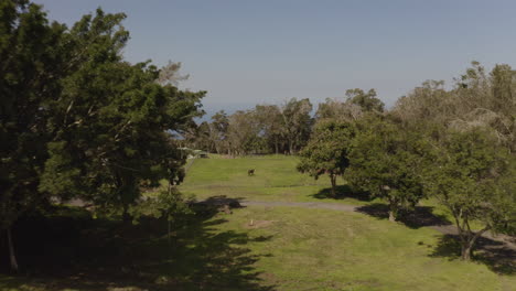 horse grazing on a paniolo farm on the big island of hawaii from aerial view