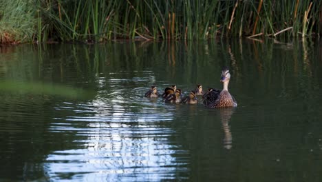 Mother-duck-swimming-with-ducklings