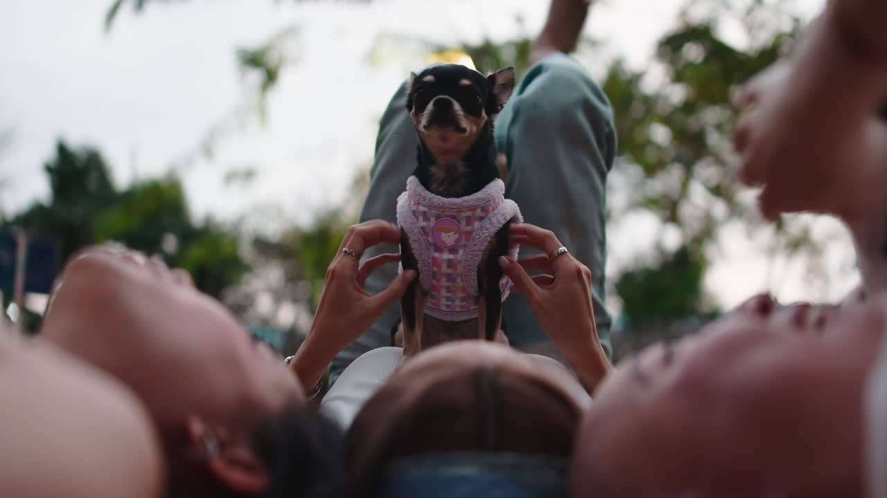 Chihuahua med mennesker