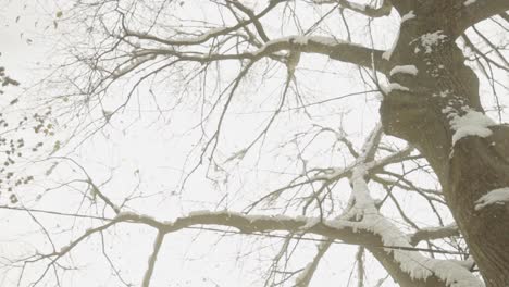 snow falling from tree in winter - tilt up shot