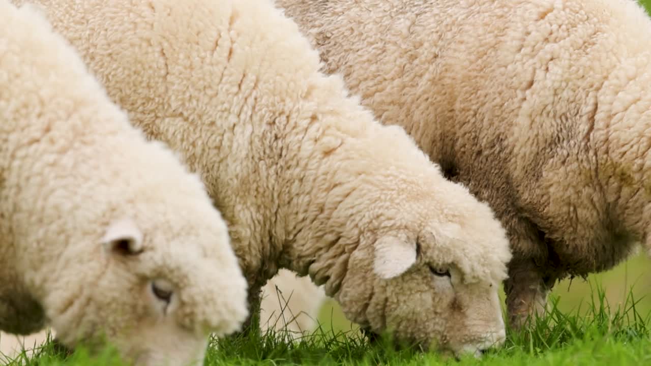 A group of woolly sheep graze peacefully on a lush green meadow in close-up