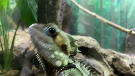 el dragón del bosque de boyd se acercó y sacudió la cabeza.