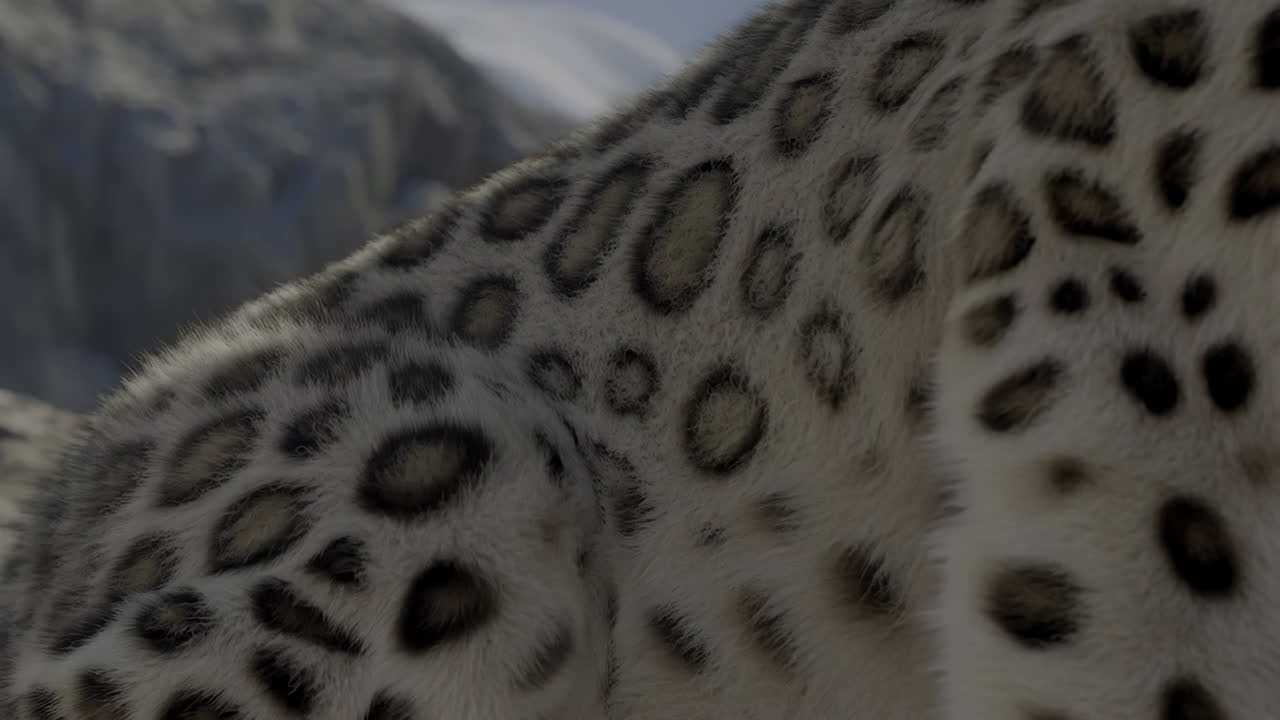 Close-up of a Snow Leopard's Fur and Spotted Pattern