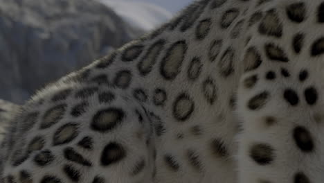 close-up of a snow leopard's fur and spotted pattern
