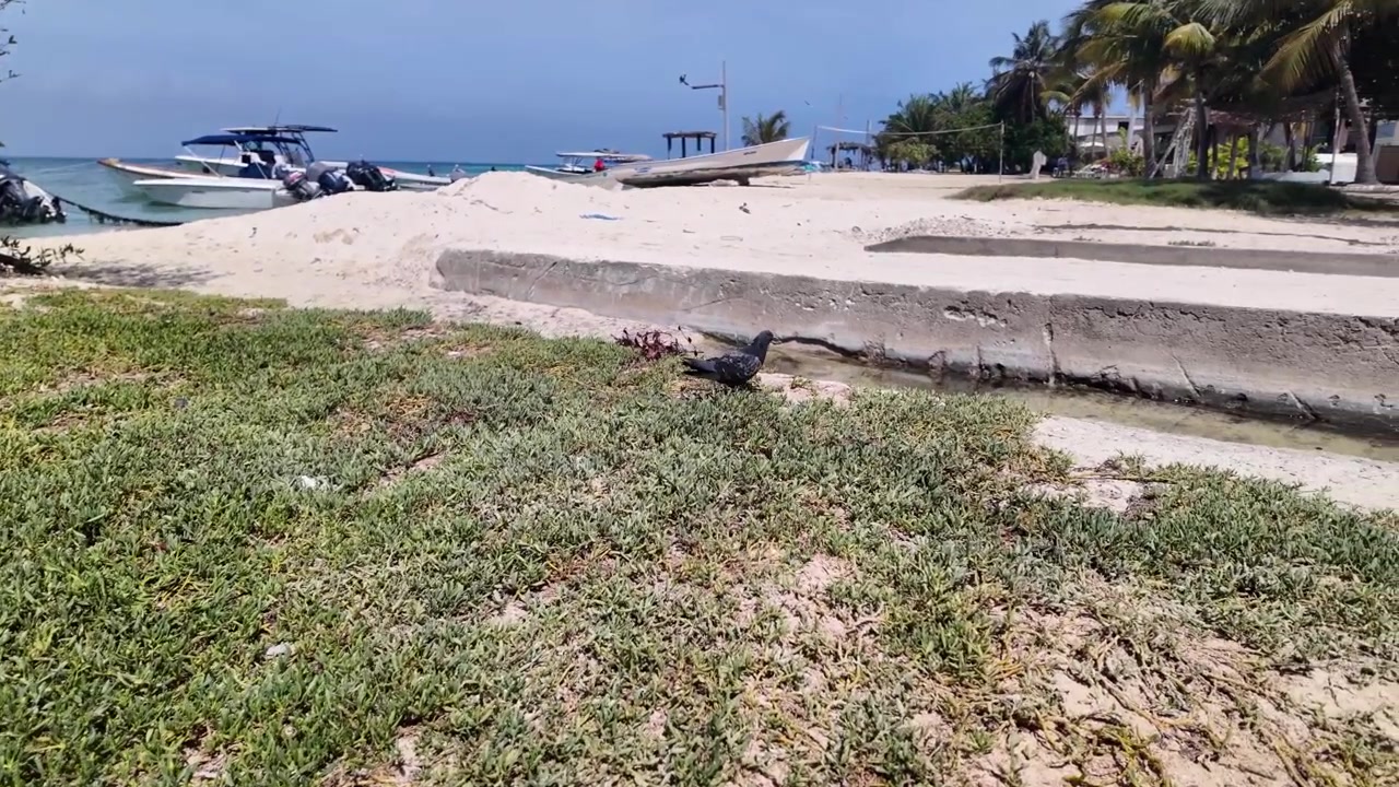 Un piccione si muove attraverso una lussureggiante macchia di pirijillo, vegetazione succulenta da spiaggia come la portulaca marina. Spiaggia tropicale soleggiata, con sabbia bianca e diverse barche ancorate in acque turchesi sullo sfondo.
