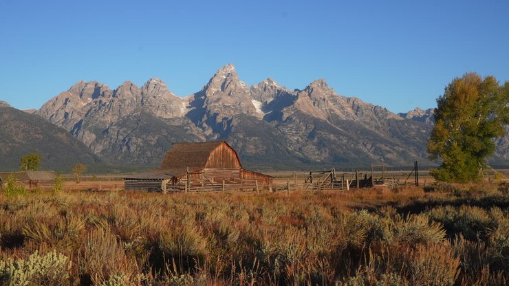 Cinematic pan right motion Mormon Row Historic district first light sunrise morning Grand Teton National Park windy tall grass fall Aspen golden yellow trees Jackson Hole Wyoming beautiful blue sky
