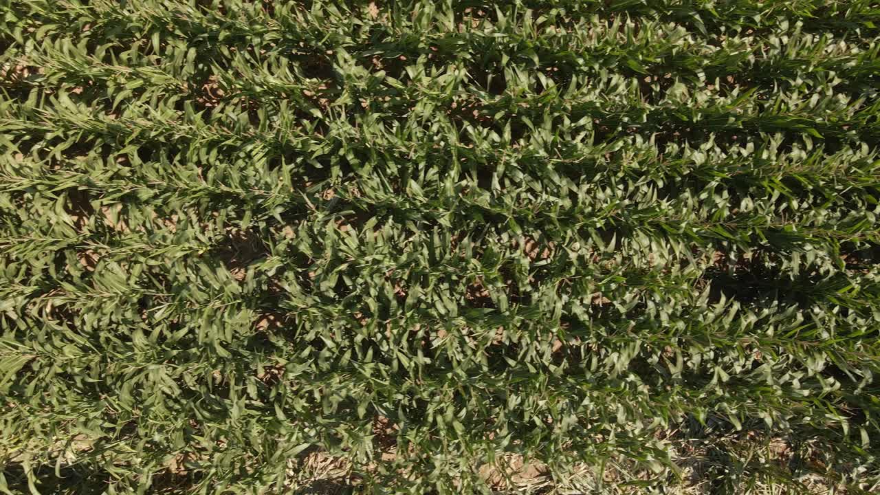 vista aérea de arriba hacia abajo de un campo de maíz en el campo de alemania durante una tarde de verano
