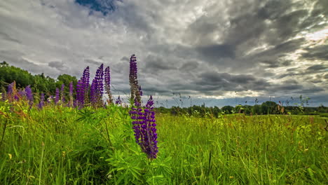 Wunderschöner-Filmischer-Zeitraffer-Von-Lila-Blumen-Auf-Einer-Wunderschönen-Wiese