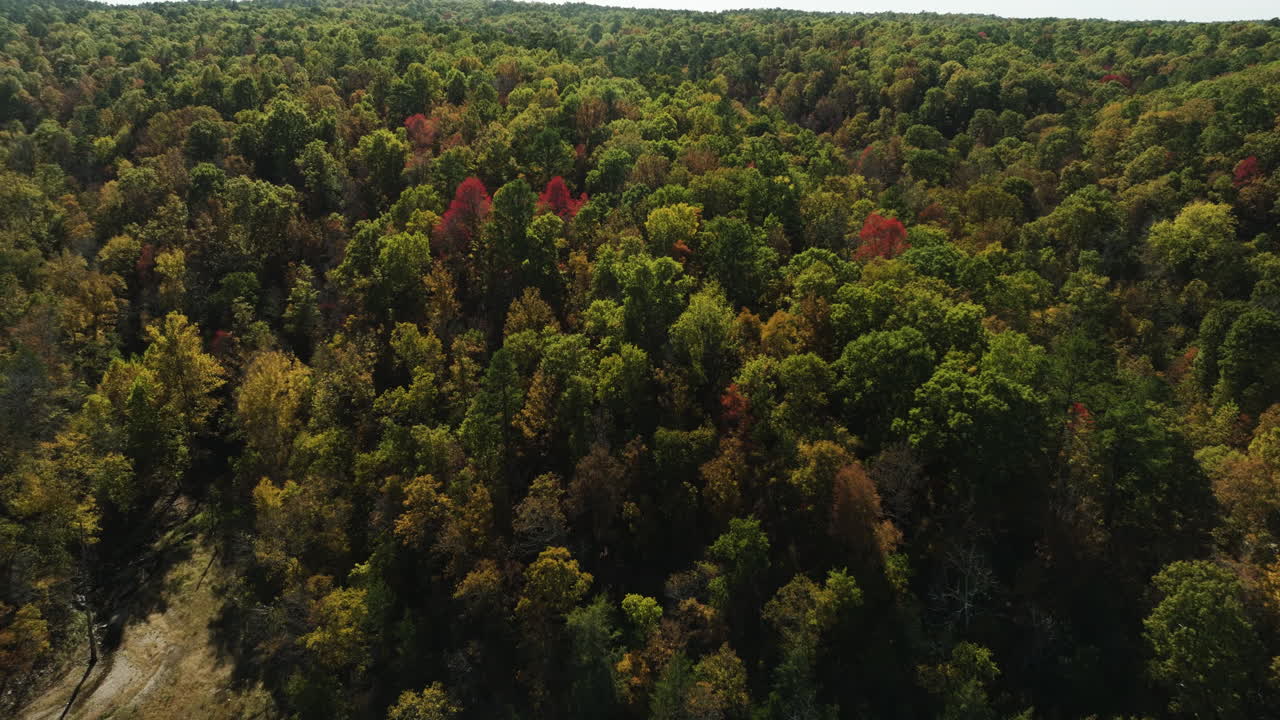 Stunning cinematic panorama of vast woodland, ablaze with autumn shades