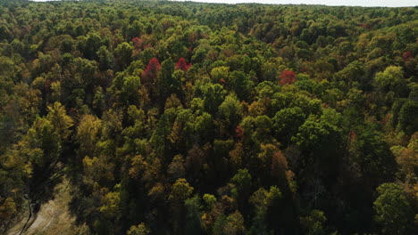 Impresionante-Panorama-Cinematográfico-De-Un-Vasto-Bosque,-Resplandeciente-Con-Sombras-Otoñales