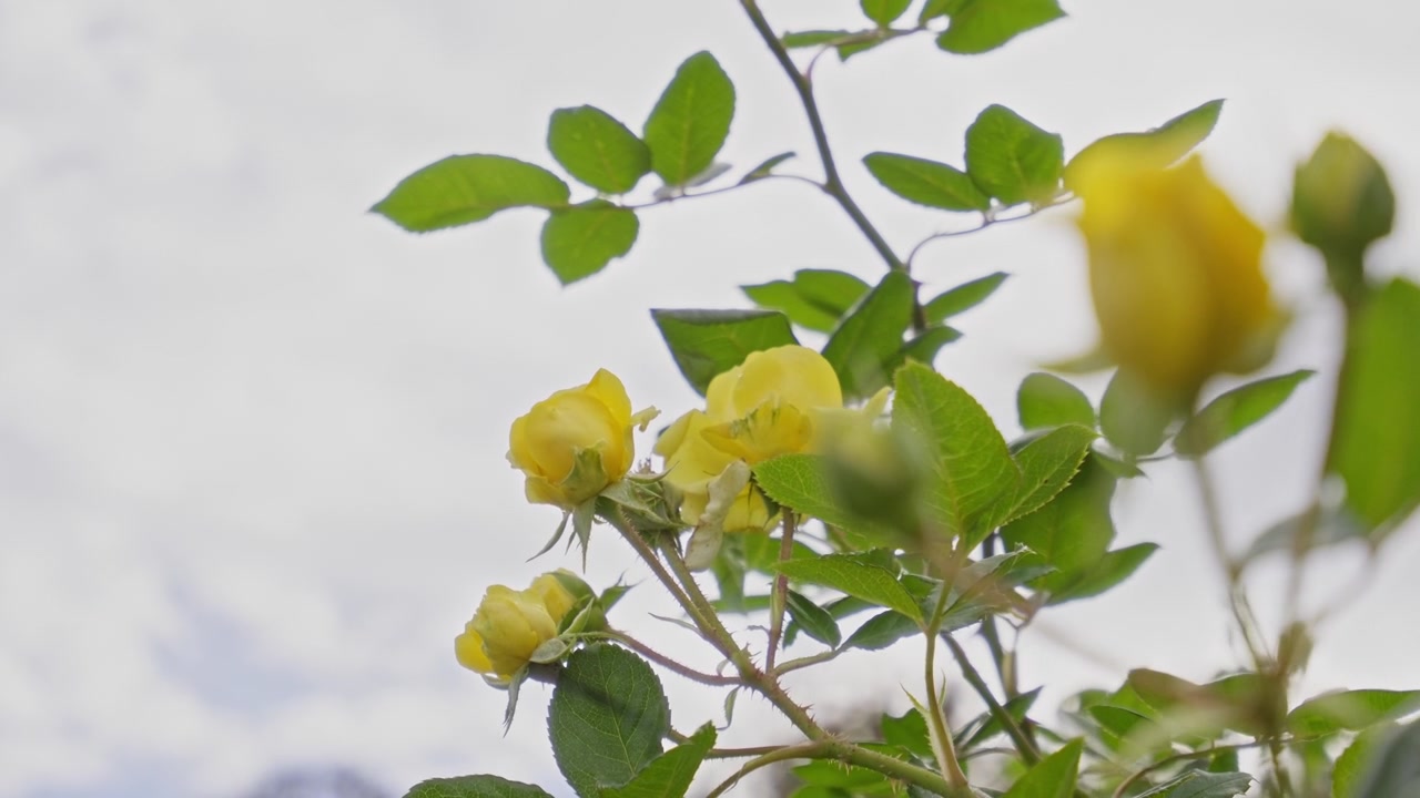 A cluster of bright yellow roses and unopened buds bloom together on a slender climbing branch with green leaves, reaching toward a soft pale sky, capturing the cheerful fresh natural beauty and abund