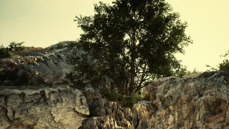 big tree growing on rocks at the top of the mountain