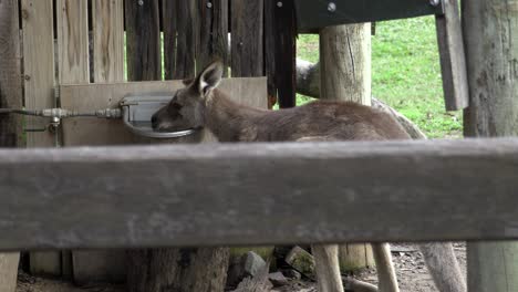 Australian-Kangaroo-in-captivity-drinking-water-from-trough