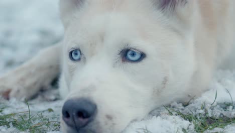 ハスキー雪の白い雪の中で眠っている犬 - シベリア