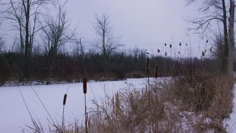 캐나다 겨울의 정적 cattails bulrush 습지