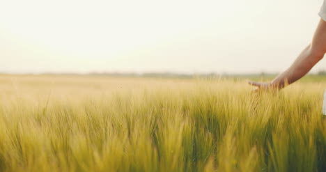 Man'S-Hand-Touching-Wheat-Field-