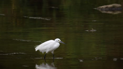 white little egret wading in the shallow water of river to forage