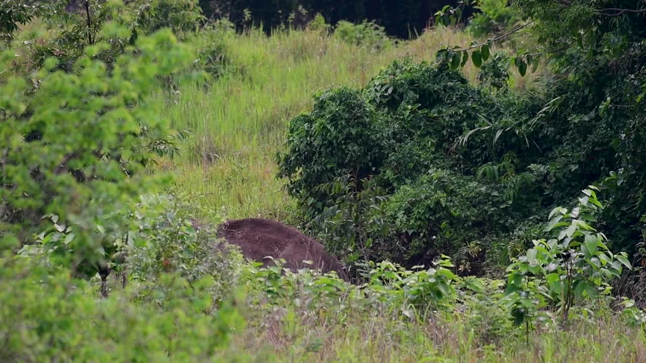 Gli elefanti asiatici sono specie in via di estinzione e vivono anche in Thailandia