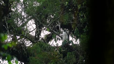 Der-Philippinische-Adler,-Auch-Bekannt-Als-Affenfressender-Adler,-Ist-Vom-Aussterben-Bedroht-Und-Kann-Sechzig-Jahre-Lang-Leben,-Indem-Er-Sich-Von-Affen,-Fliegenden-Lemuren-Und-Kleinen-Säugetieren-Als-Opportunistischer-Raubvogel-Ernährt