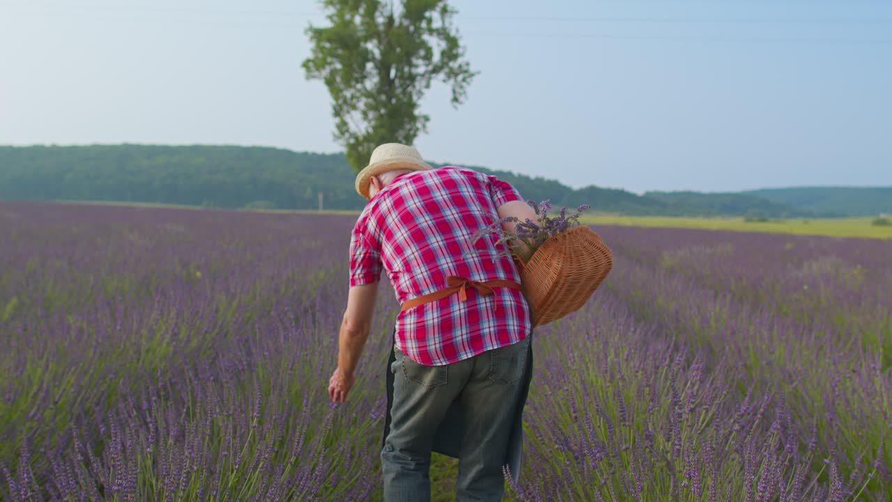 Ældre mand, bedstefar og landmand, dyrker lavendel i urtehave, pensionsaktiviteter.