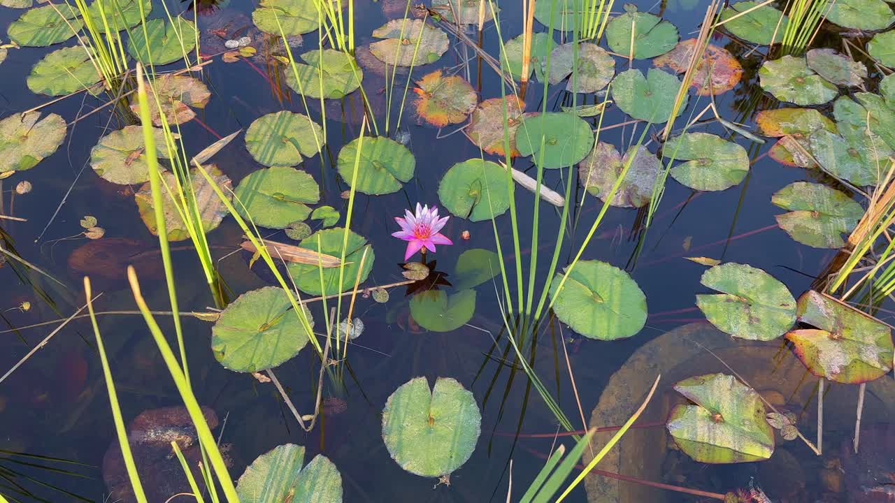 spin around shot of purple lotus or water lilly blooming in home made pond